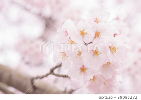 満開の桜の花 39085272