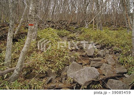 群馬県　赤城山　黒檜山登山道５ 39085459
