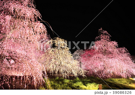 ライトアップ 39086326