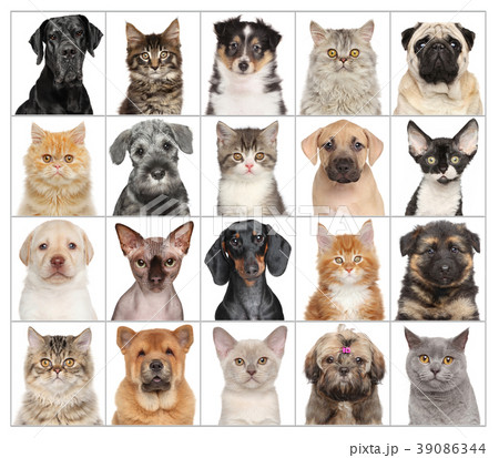 Pet Portraits isolated on white 39086344