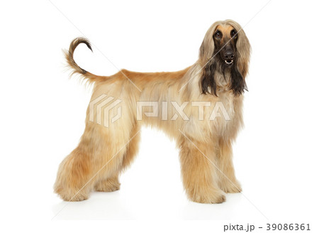 Afghan hound in stand Afghan hound in stand 39086361