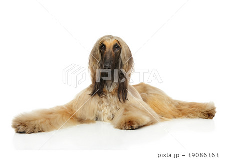 Afghan hound lying Afghan hound lying 39086363