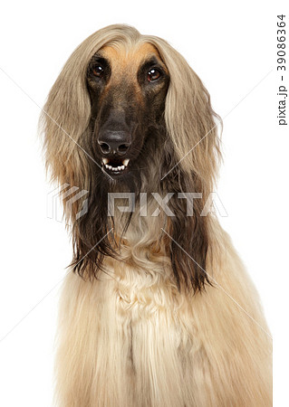 Close-up of Afghan hound 39086364