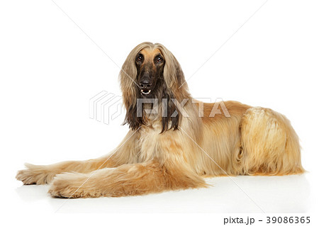 Afghan hound on white background Afghan hound on white background 39086365