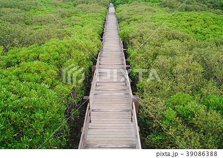 マングローブ林 マングローブ林 39086388