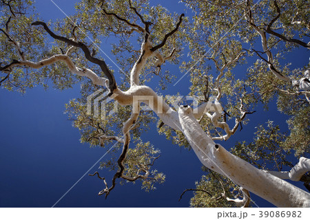 Ghost Gum in Australia 39086982