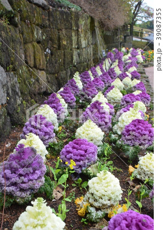 葉牡丹(仙巌園/鹿児島県鹿児島市) 葉牡丹(仙巌園/鹿児島県鹿児島市) 39087355