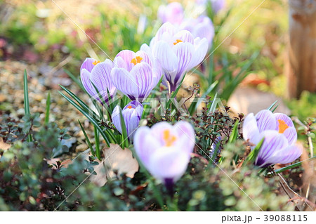 クロッカスの花の写真素材