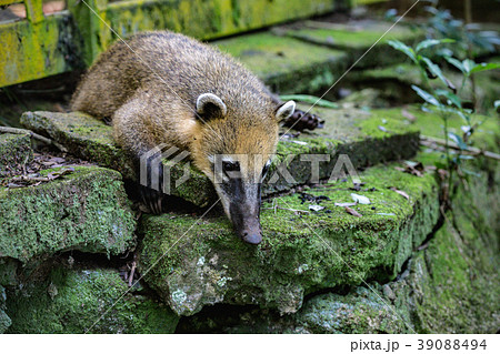 portrait of quati at the Cataratas do Iguacu natio 39088494