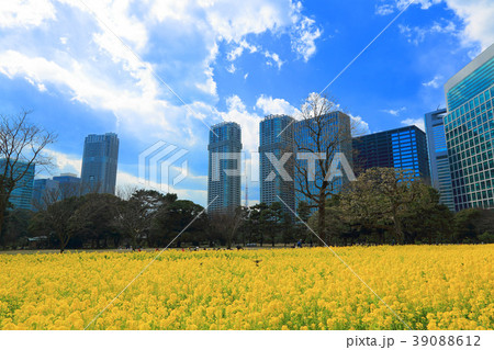 浜離宮恩賜庭園の菜の花と東京タワーの写真素材