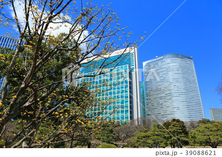 浜離宮恩賜庭園の白梅・谷の雪と青空 39088621