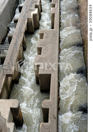 大河津分水洗堰の魚道 39088634
