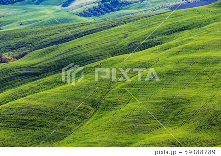 Typical Tuscan landscape - green waves 39088789