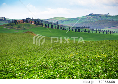 Typical Tuscan landscape 39088860