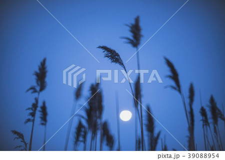 Full moon behind marram grass Full moon behind marram grass 39088954