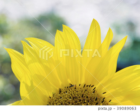 Close-up of sunflower (Helianthus) in bloom 39089063