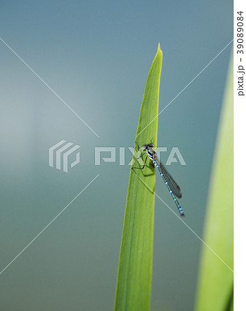 Damselfly (Zygoptera) sitting on leaf Damselfly (Zygoptera) sitting on leaf 39089084