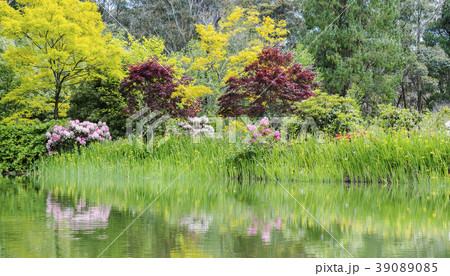 Australia, New South Wales, Katoomba, Bush with rhododendrons and trees reflected in lake 39089085