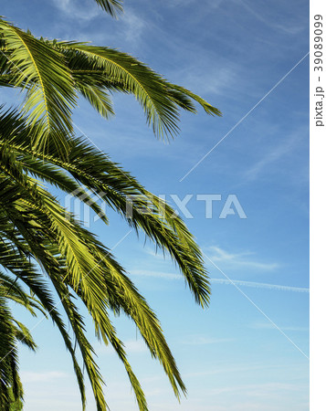 Palm leaves against blue sky 39089099