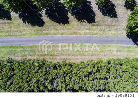 Path between trees 39089151