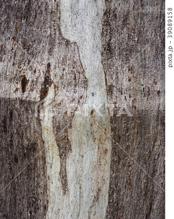 Australia, New South Wales, Plant bark at Blue Mountains Australia, New South Wales, Plant bark at Blue Mountains 39089158