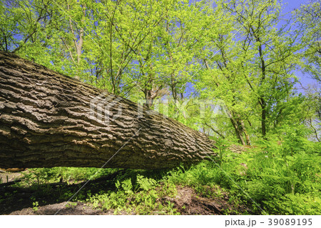 Fallen tree 39089195