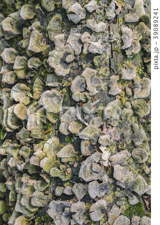 Ukraine, Dnepropetrovsk region, Novomoskovsk district, Trunk overgrown by Hoof fungus (Fomes fomentarius) 39089241