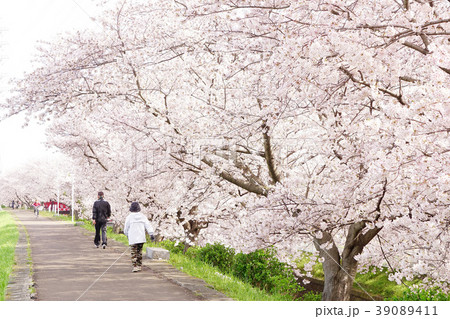桜 散歩 桜 散歩 39089411