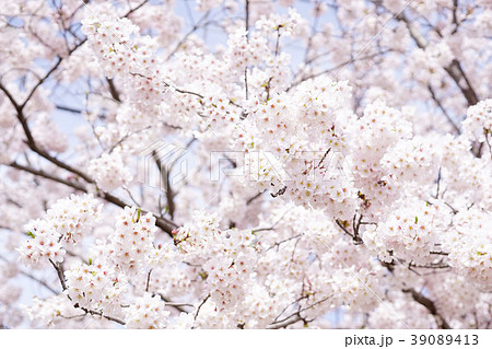桜 39089413