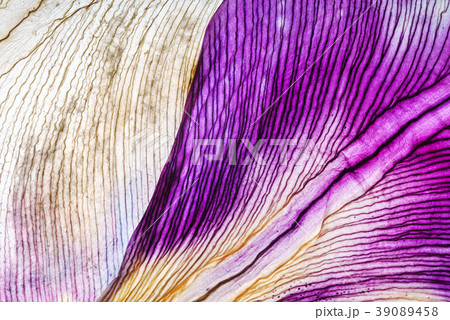 iris petals closeup iris petals closeup 39089458