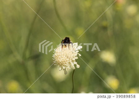scabiosa ochroieuca flowers 39089858