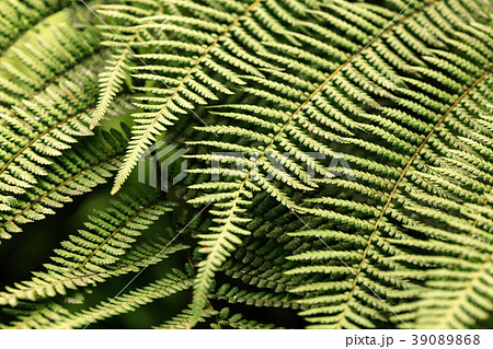 plant background closeup plant background closeup 39089868
