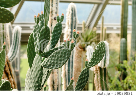 cactus collection in a greenhouse cactus collection in a greenhouse 39089881