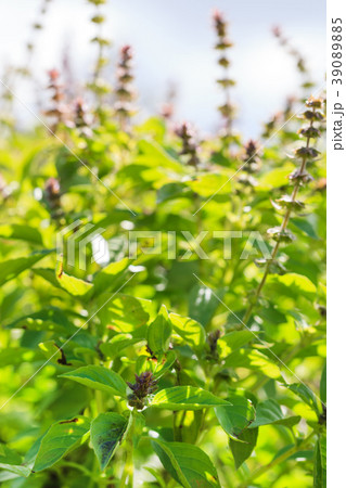 basil plants closeup 39089885
