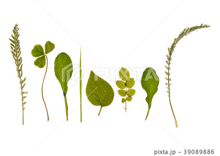 different kinds of leaves 39089886