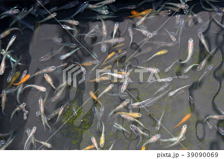 メダカ　色んなメダカキレイです。 39090069