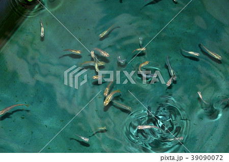 メダカ 色んなメダカキレイです。 メダカ 色んなメダカキレイです。 39090072