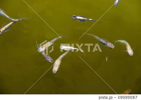 メダカ　色んなメダカキレイです。 39090087