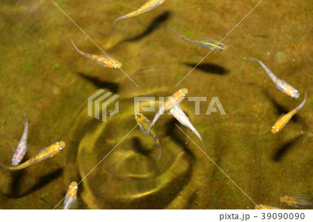 メダカ　色んなメダカキレイです。 39090090