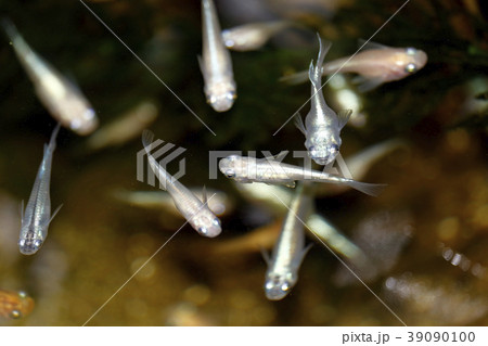 メダカ 色んなメダカキレイです。 メダカ 色んなメダカキレイです。 39090100