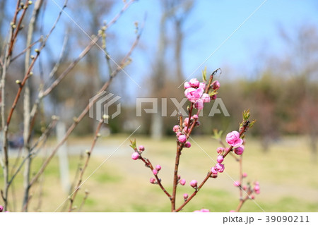 アンズの花 39090211