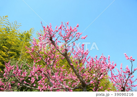 ピンクの梅の花　満開 39090216