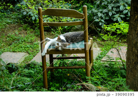 猫 ねこ ネコ 39090395