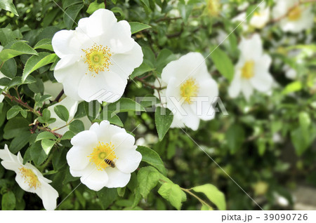 ナニワイバラの白い花 39090726