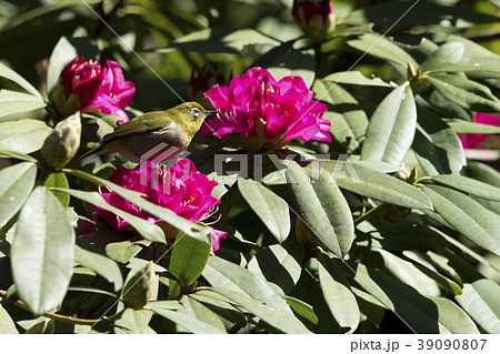 メジロ メジロ 39090807