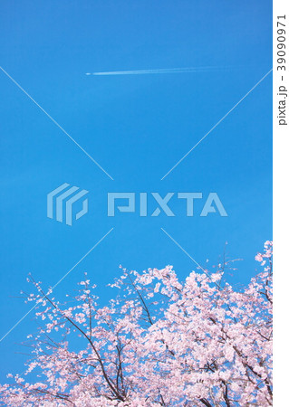 春の青空に映える桜と飛行機雲 春の青空に映える桜と飛行機雲 39090971