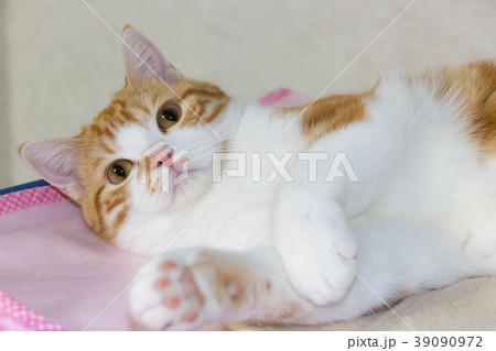フンワリかわいい白茶ねこ フンワリかわいい白茶ねこ 39090972