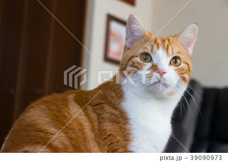 何かを見つめる白茶ねこ 何かを見つめる白茶ねこ 39090973