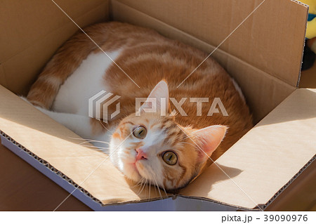 ダンボールに入って遊ぶかわいい白茶ねこ ダンボールに入って遊ぶかわいい白茶ねこ 39090976