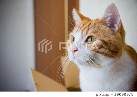 何かを見つめる白茶ねこ 何かを見つめる白茶ねこ 39090979